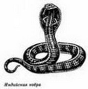 культ змеи